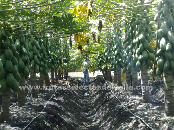 Cultivos de papaya de Frutas Selectas del Valle