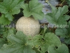 cultivo-melon-3